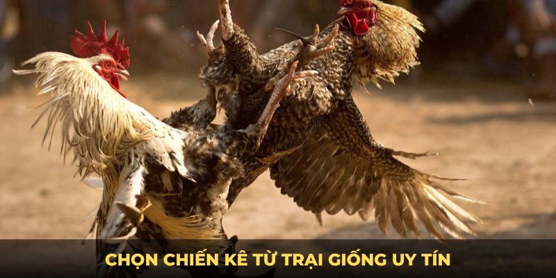 Cách chọn gà đá cựa sắt hay uy tín